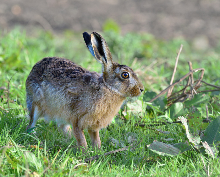 Brown Hare.
