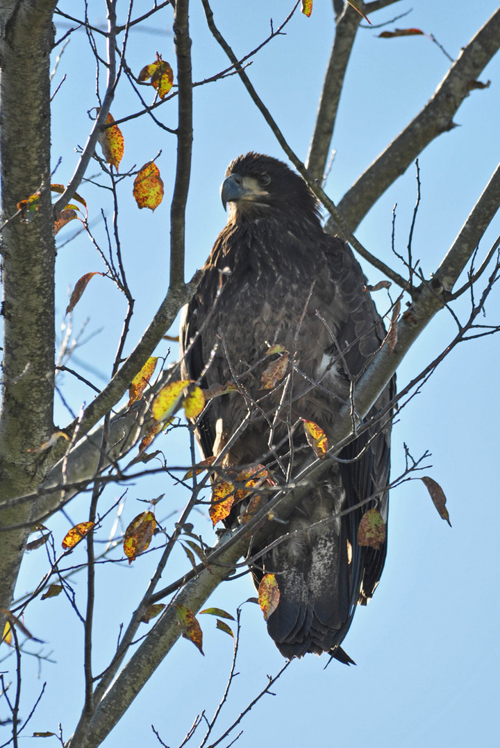 IM Bald Eagle?