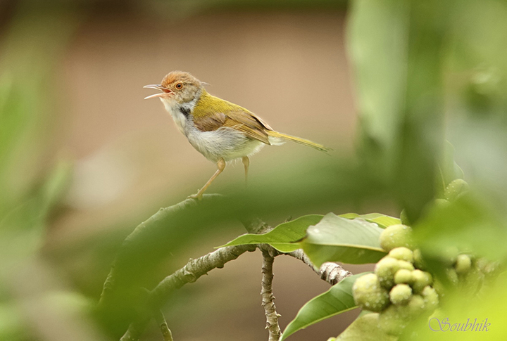 Tailor Bird and others