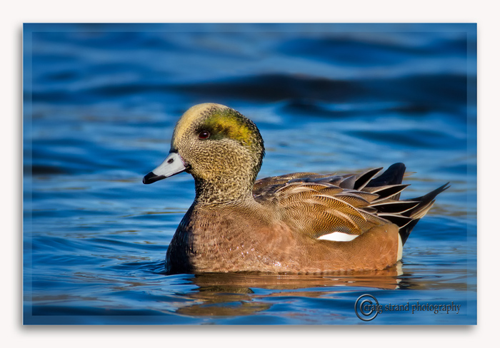 Wigeon