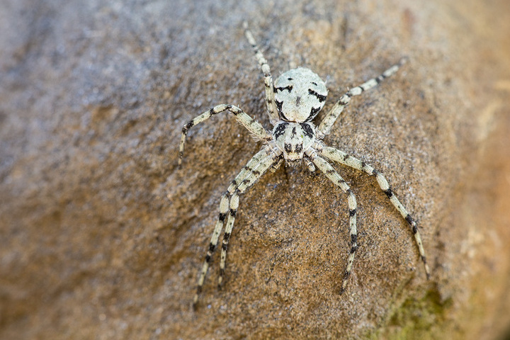 Running Lichen Spider