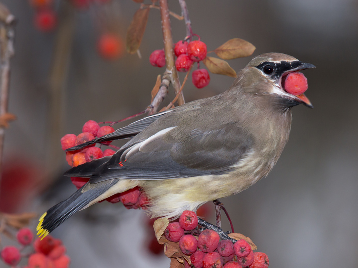 Cedar Waxwings.