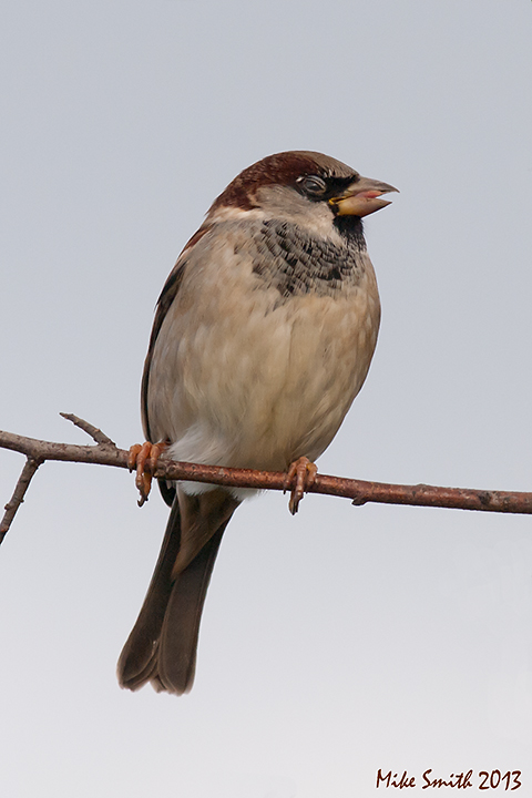 cheep cheep…..