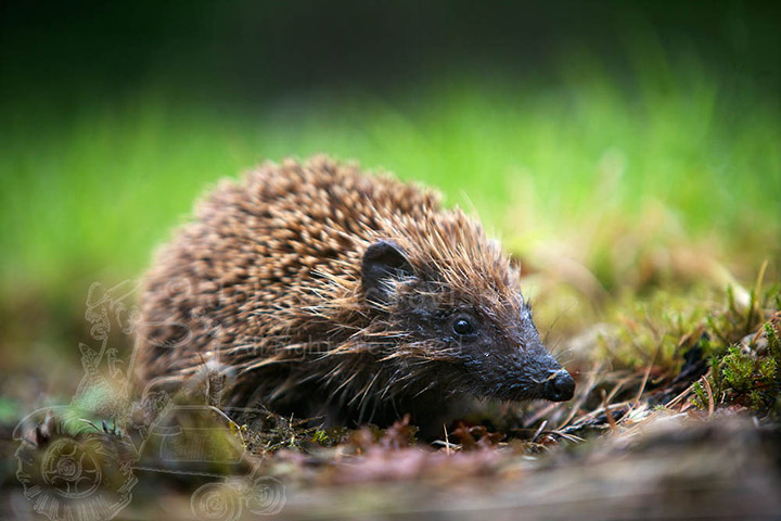 Hedgehog