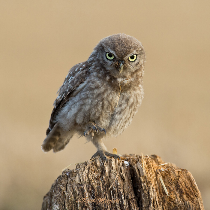 Little Owl.+repost