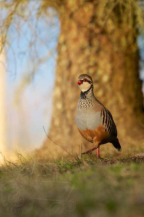 Red Legged Partridge