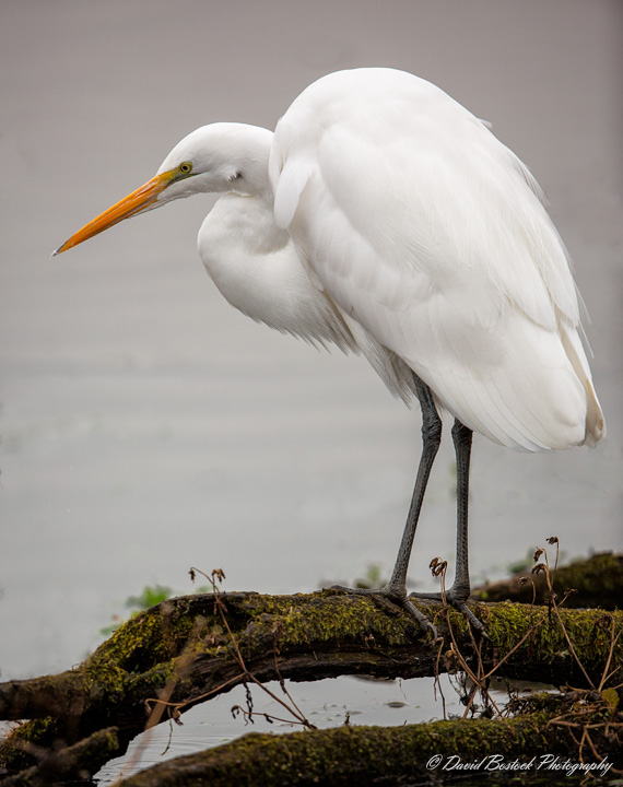Egret