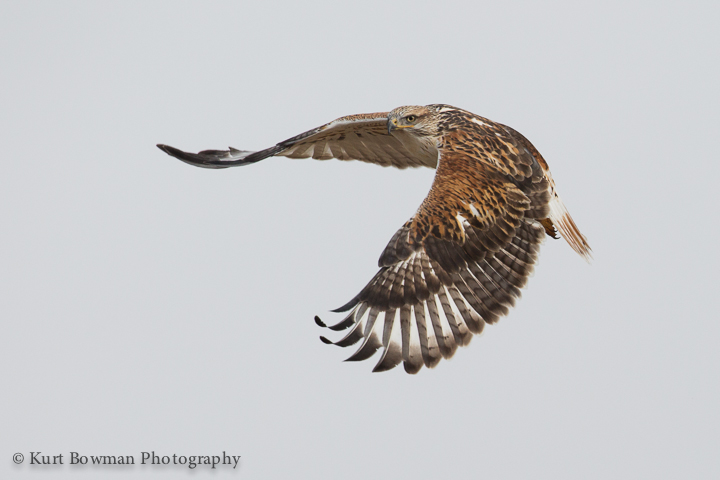 Raptors in Bosque