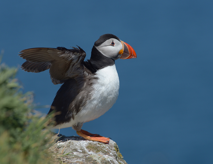 Puffin.