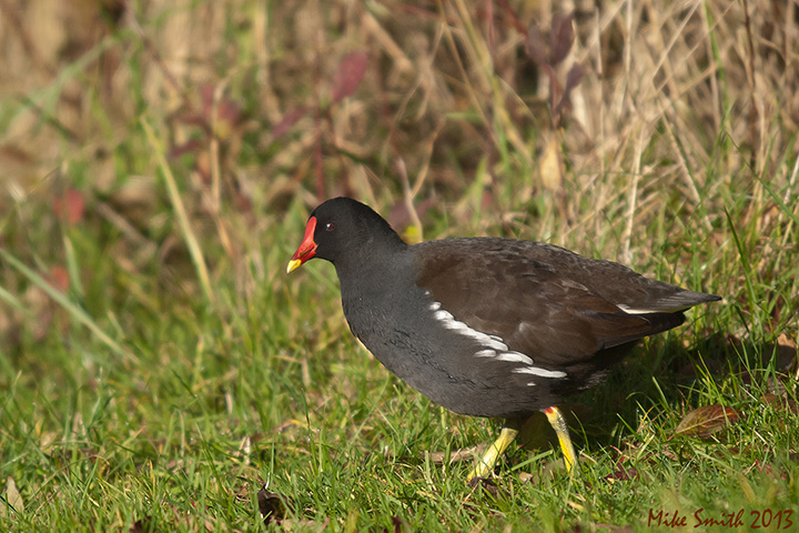 Moorhen