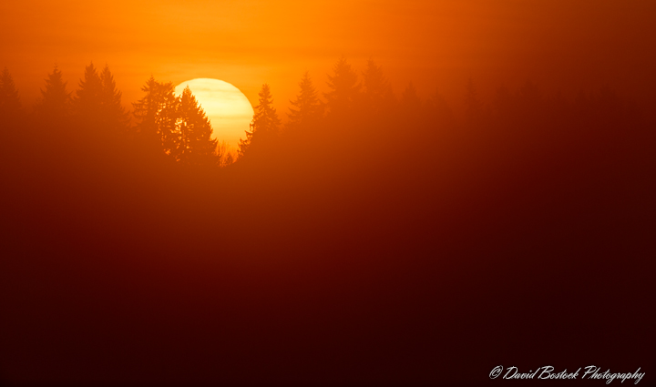 Foggy Sunrise
