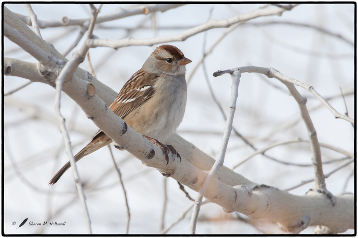 Sparrow ID please