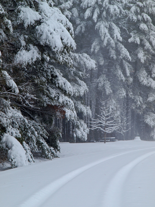 Winter Walk