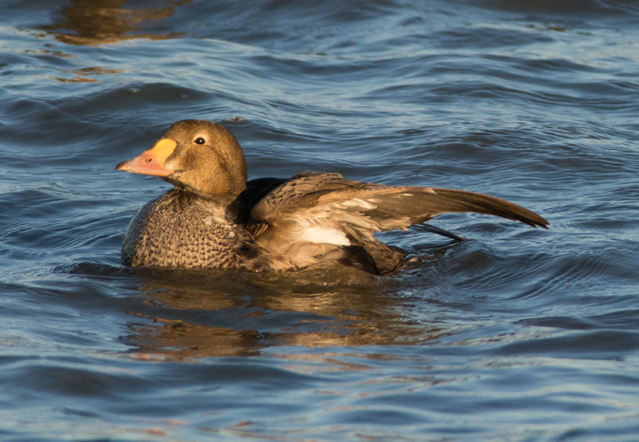 Seaduck ID Request