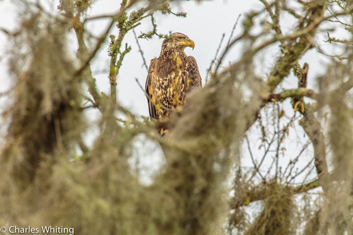 Juvenile Bald Eagle