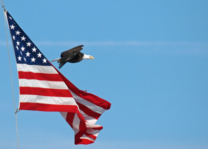 Flag & Eagle