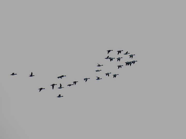 Duck ID if possible