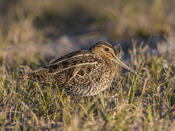 Snipe Taxonomy