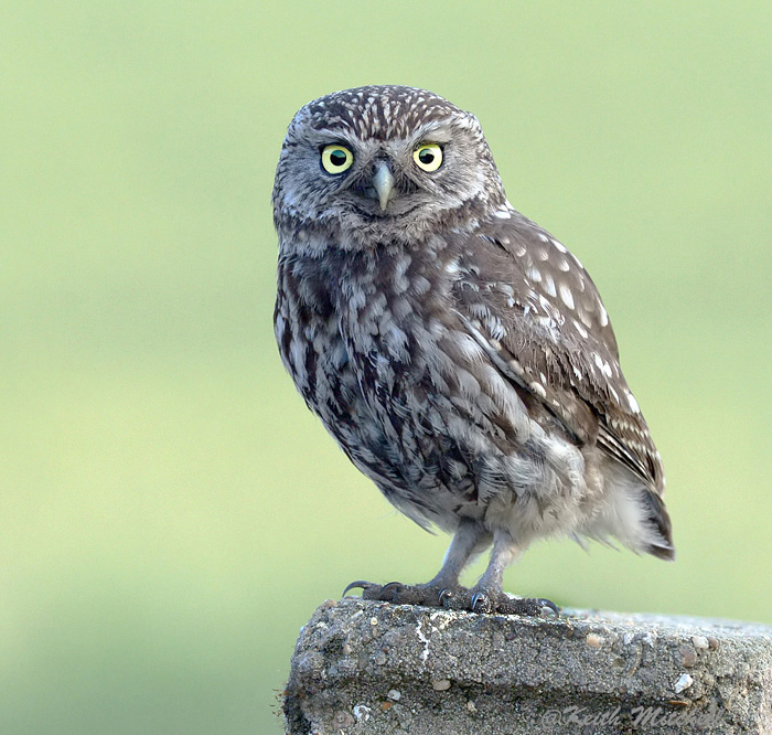 Little owl.