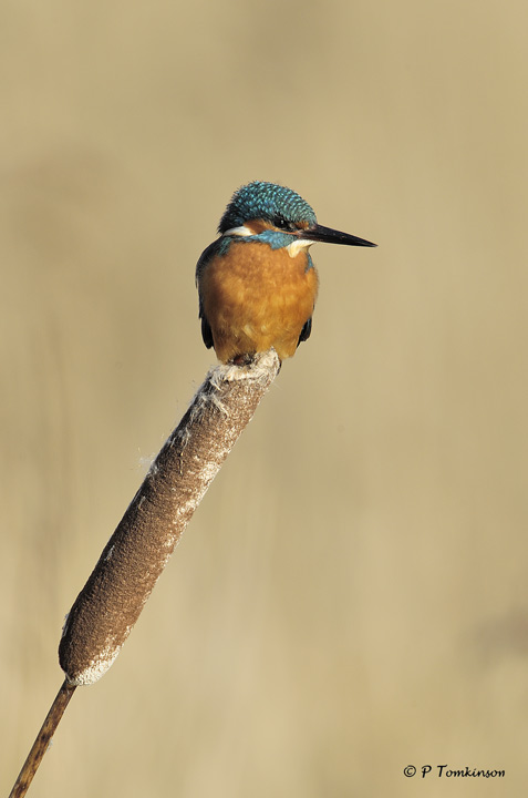 King fisher