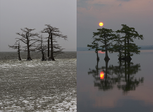 A trip back to Reelfoot Lake