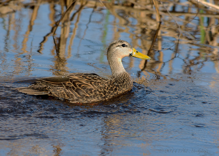 What Duck?