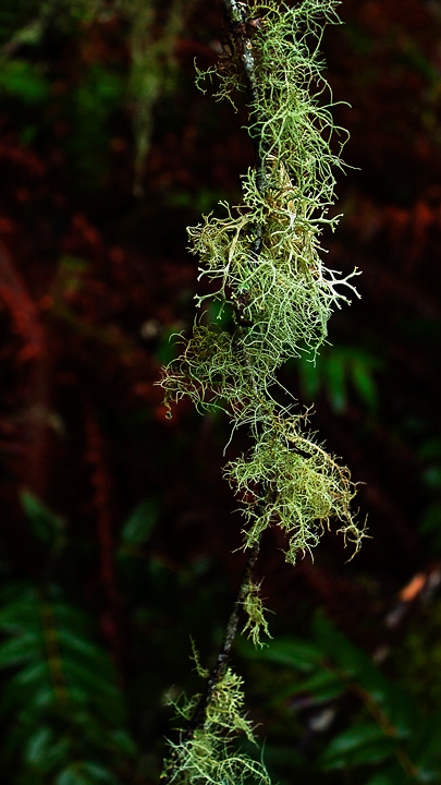 Mossy Intimate