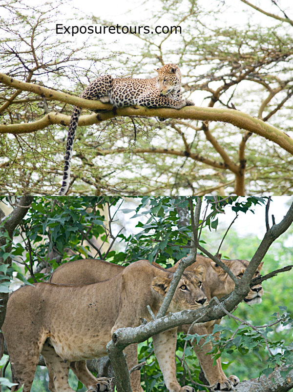 1 Tree + 2 lions + 1 leopard = once in a lifetime
