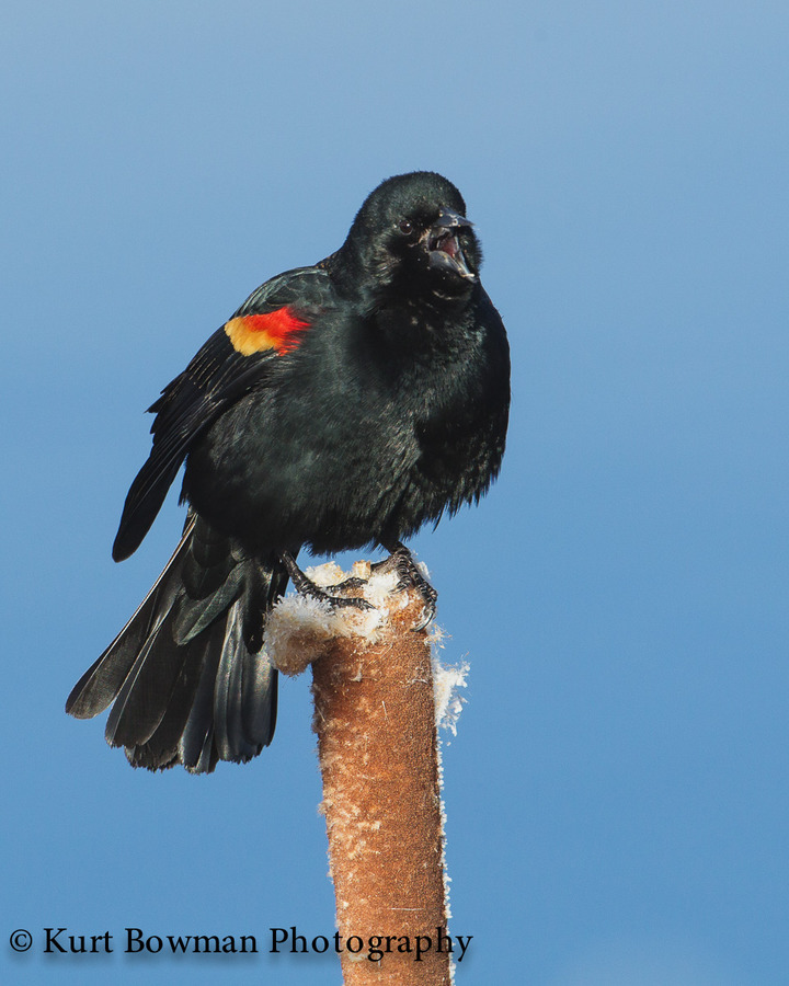 Monte Vista "Other Birds"