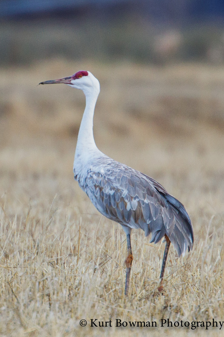 Strange Looking Crane