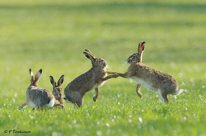 Brown Hare's
