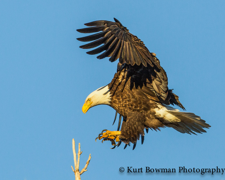 Eagles and Kestrels