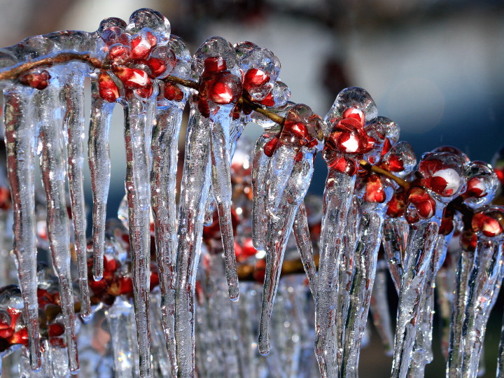 Spring Ice