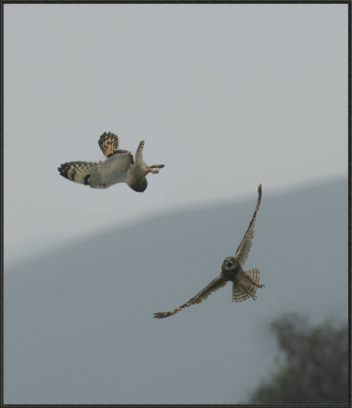 Owl altercation 