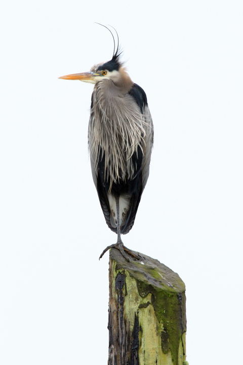 Ilwaco Heron
