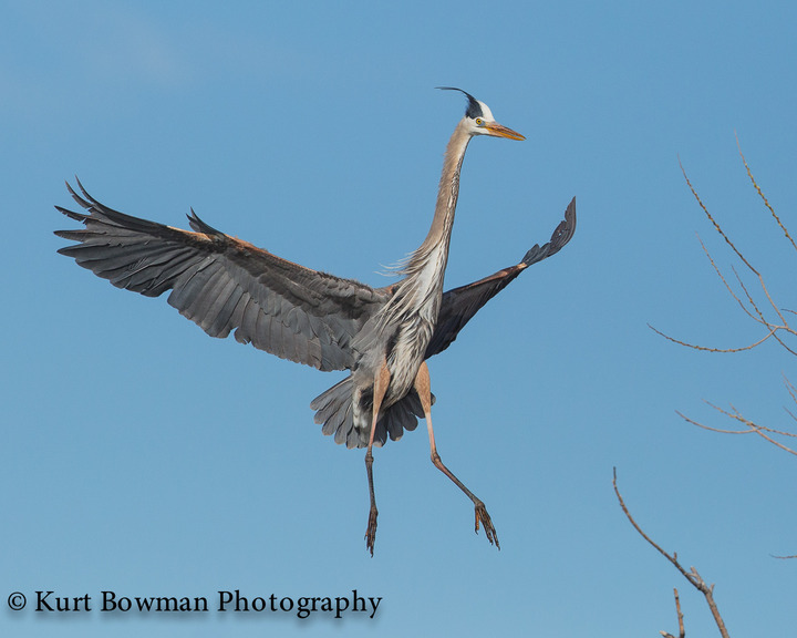 GB Heron, a Cormorant and a Couple of Ducks