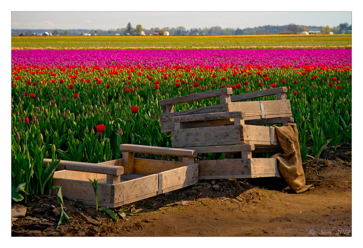 Skagit Valley Tulips