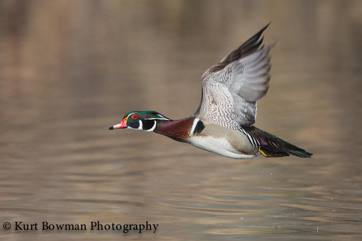 One of My Favorite Ducks