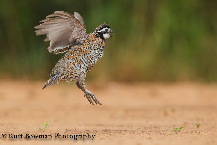South Texas