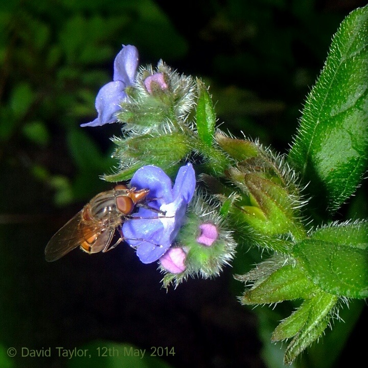 fly on green alkanet flower...