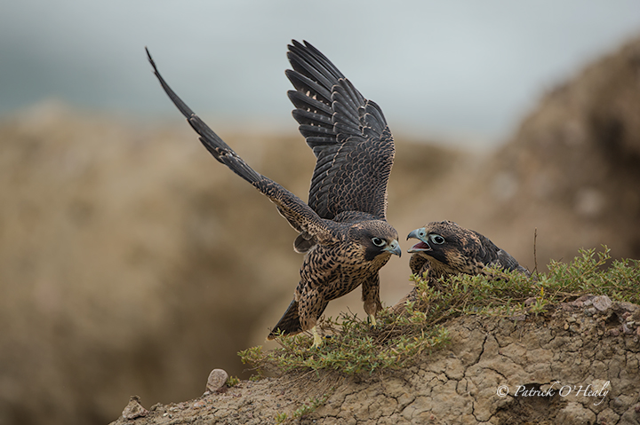 Peregrine Fledge behavior