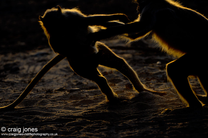 Play Fighting
