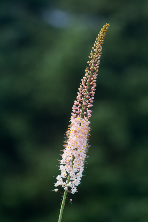 What did I plant? ID help.