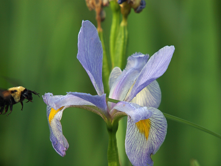 Iris & Friend