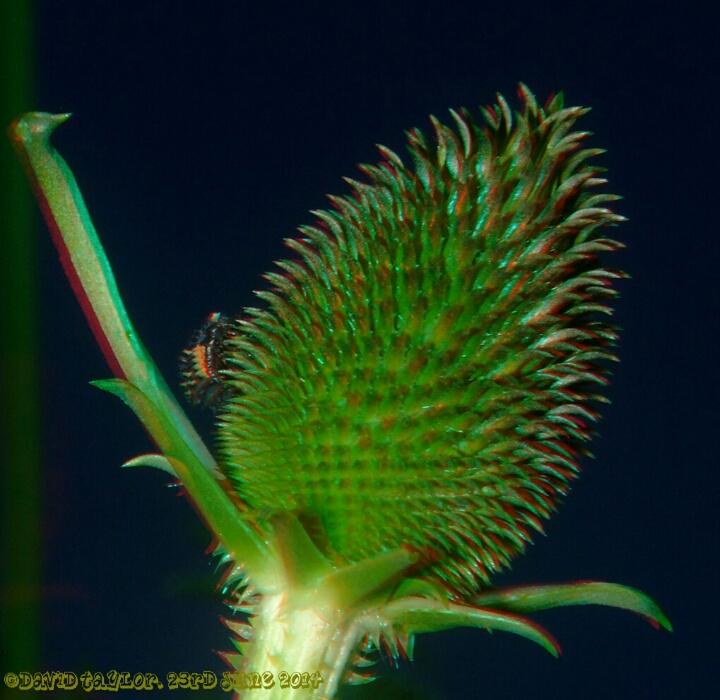 Harlequin Ladybird larva.. 