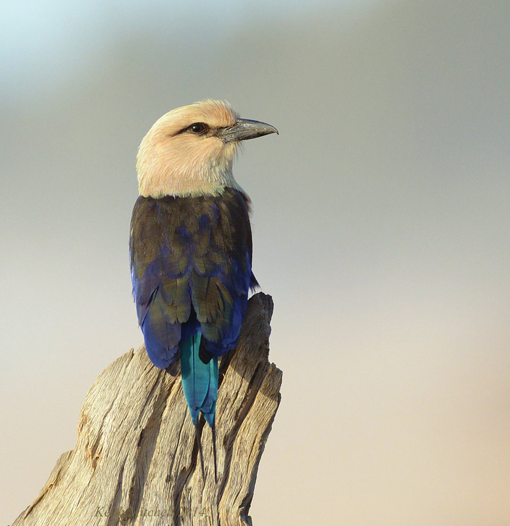 Blue -Bellied  Roller.