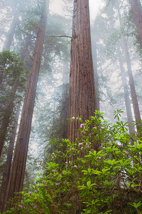 Foggy Redwoods