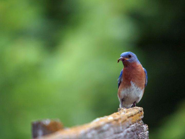 Bluebird