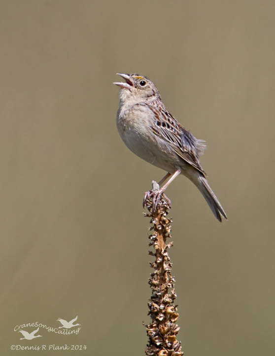 ID Help-Montana
