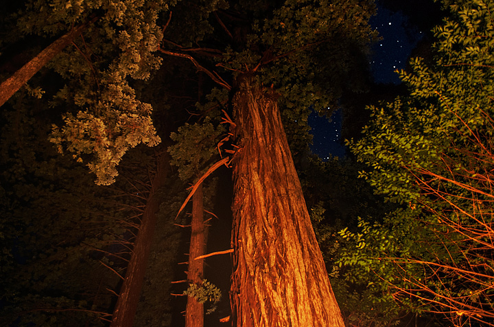 'Round The Redwood Campire
